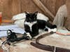Oreo is a 'very special barn cat' who gave her family quite a scare. Missing for weeks, she wound up many miles away from home. 