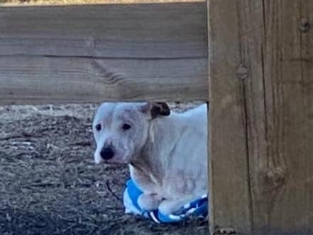 Lincoln was dumped on the street just before midnight Saturday and left overnight in frigid temperatures before being found by a good Samaritan jogging by on Sunday morning at 7.