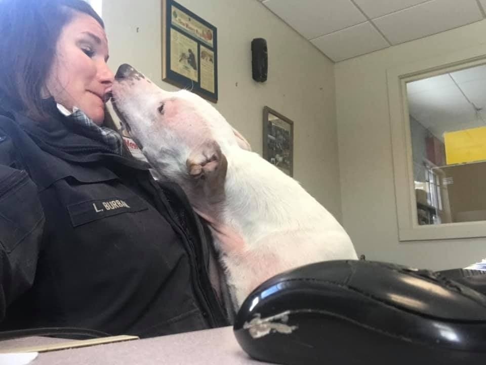 So, who's Lincoln's new best bud? K-9 Arrow or Laura Burban?