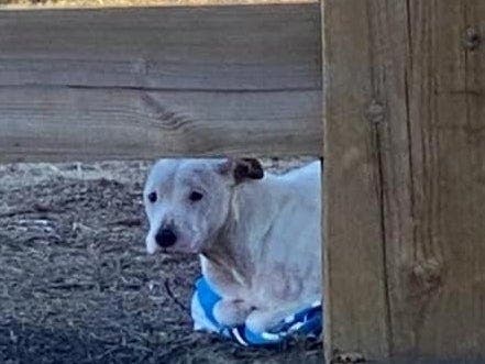 Lincoln was dumped on the street just before midnight on Jan. 23 and left overnight in frigid temperatures before being found by a good Samaritan jogging by.