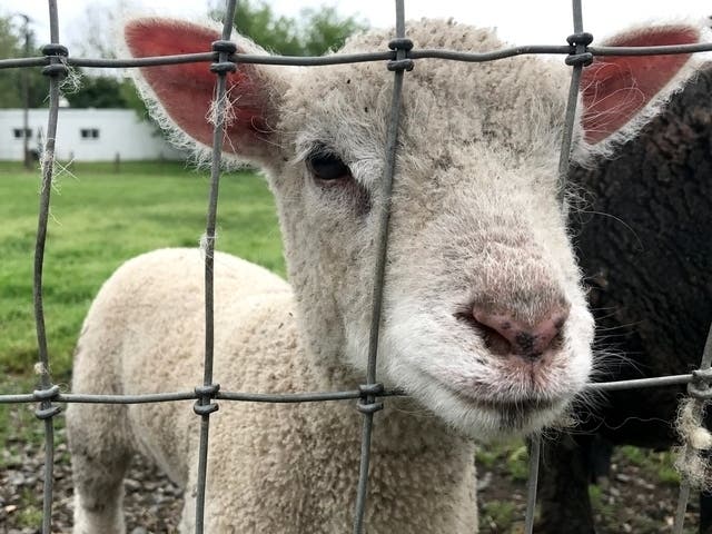 "As we continue working to restore our solid financial footing, we are already beginning plans for a 2021 Fair in September," The Guilford Fair website reads. The dates are Sept. 17, 18 and 19.