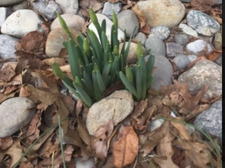 A rite of spring: leaf pickup. From the town's recycling department, the always bright and cheerful ​Sharon Heslin, reminds folks that it's that time of year.