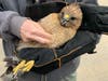 The injured red-shouldered hawk rescued by ACO Owen Little is being cared for at A Place Called Hope.
