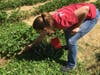 Strawberry picking at Bishop's Orchards
