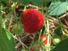 Strawberry picking at Bishop's Orchards