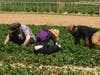 Strawberry picking at Bishop's Orchards