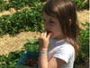 Great-grandmother Peg Rider from Madison went strawberry picking Thursday with four generations of family, the youngest, the greats, could not resist eating their crop. 