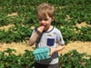 Great-grandmother Peg Rider from Madison went strawberry picking Thursday with four generations of family, the youngest, the greats, could not resist eating their crop. 
