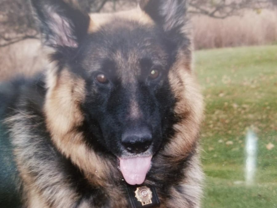 K9 Bear will soon have his name in stone for his years of faithful service to the town. 