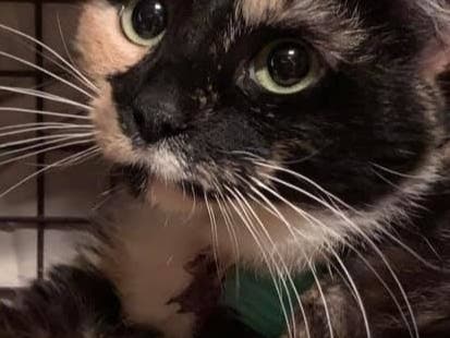 Named Elsa, she was "saved before this storm hit or she may not have survived."