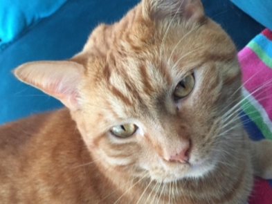 The Branford Compassion Club needs to raise $12,000 to spay and neuter 24 cats and kittens it's rescued. 