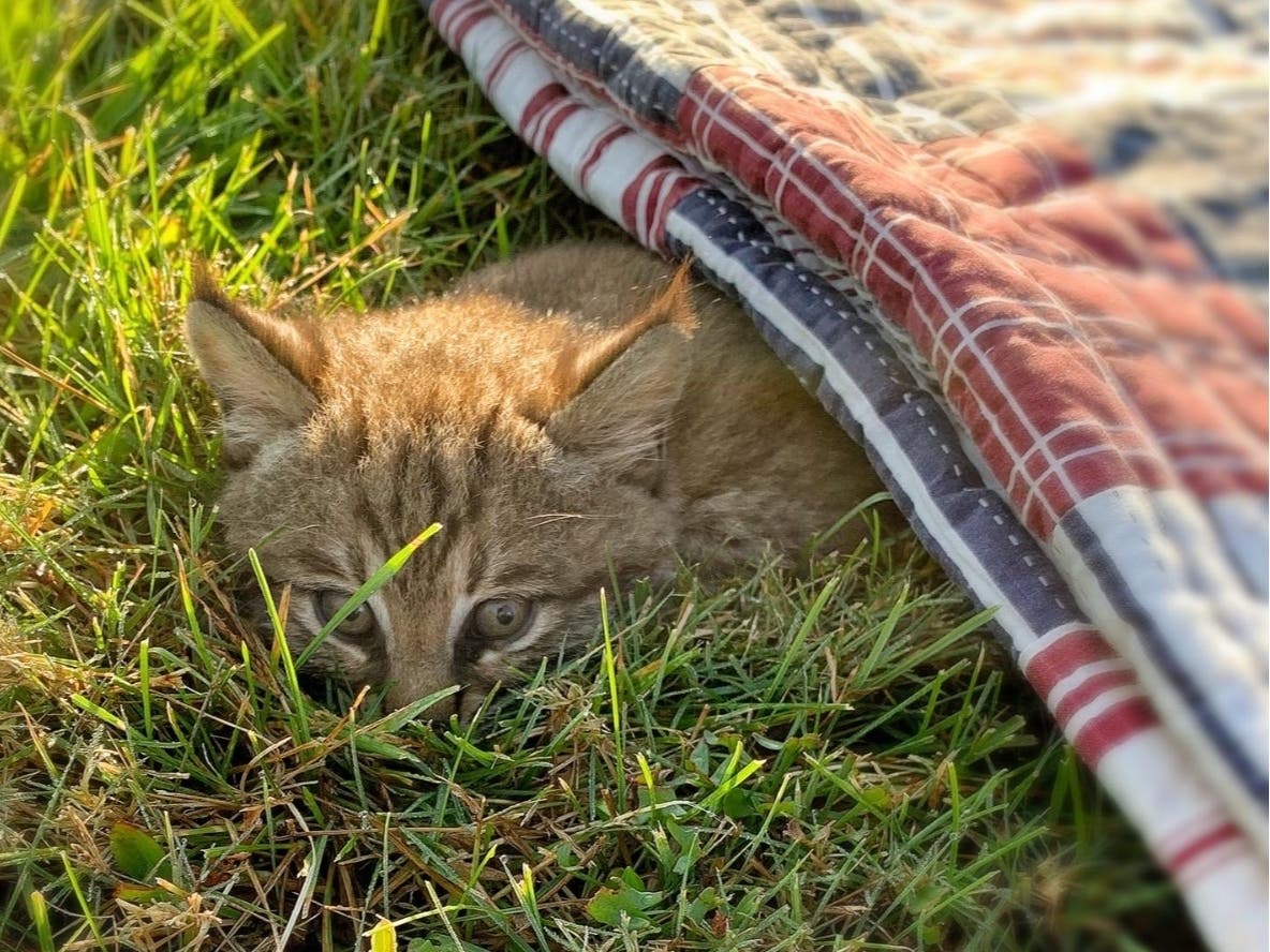 "Mama returned to the area with her other babies, and it was clear this was no ordinary kit. She was a Bobcat kit. Mama stayed close by but knew her little one was too badly injured and took her remaining kittens back into the marsh to safety."