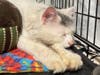 Merlin saw the vet Thursday and he's OK. He was abandoned outdoors in frigid weather. 