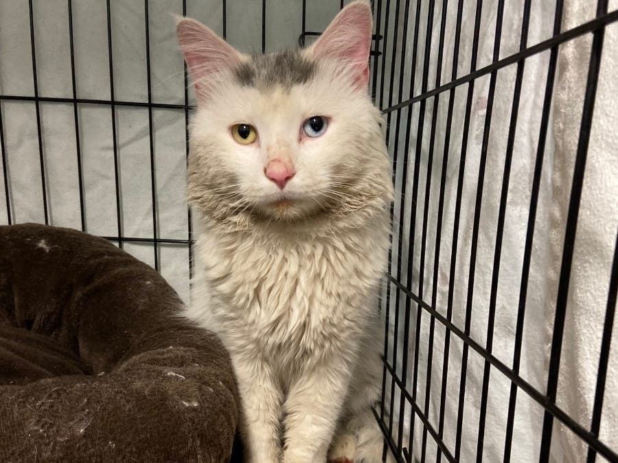 https://patch.com/img/cdn20/users/1713316/20220120/033850/styles/patch_image/public/merlin-cat-b-compassion-club___20152504182.jpg