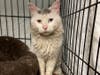 His owner passed away, and he was abandoned outdoors in bitter cold. Fortunately, a good Samaritan contacted the Branford Compassion Club. He's named Merlin. 