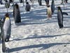The unnamed artist was waiting on a "good storm" to march his 99 penguins onto the Guilford Green. 