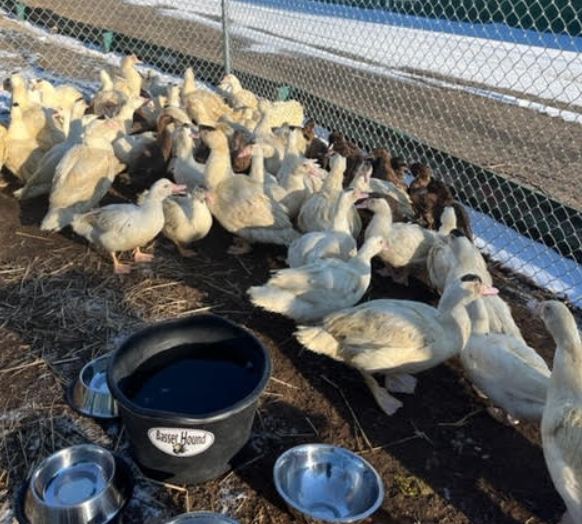A man who didn't want to be identified bought 80 ducks from a slaughterhouse to save them from certain death, and then asked the Branford animal shelter for help in finding them all homes. 