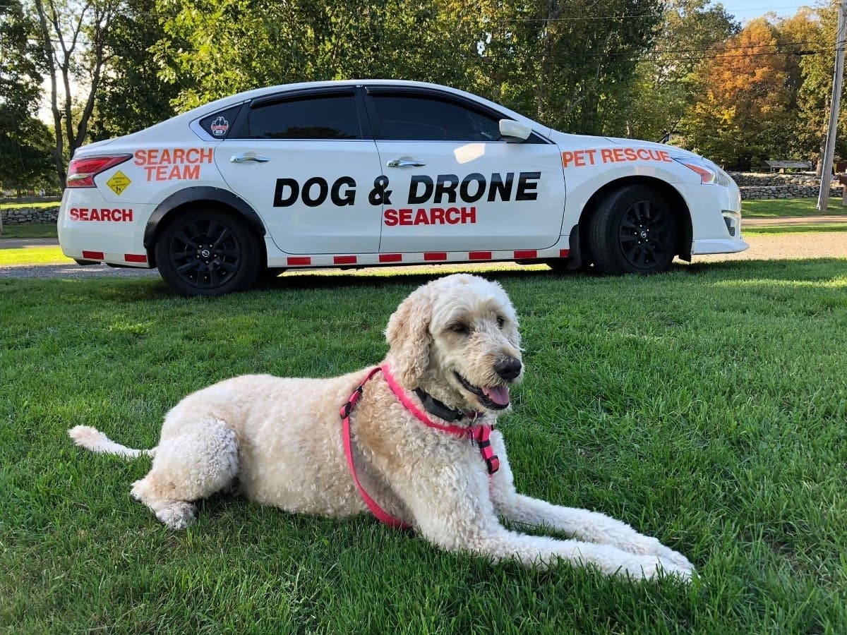 A goldendoodle named Stella, a dedicated "search and rescue" dog who captured the hearts of many, died this week after a many months-long battle with cancer. 