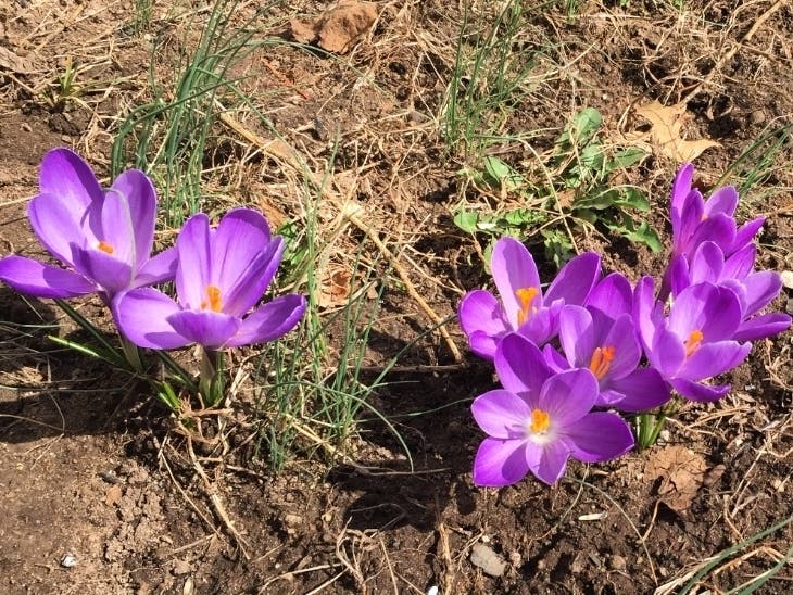 Celebrate Earth Day by springing into action, and enjoying Branford's Earth Day Fair April 23 on the Town Green.