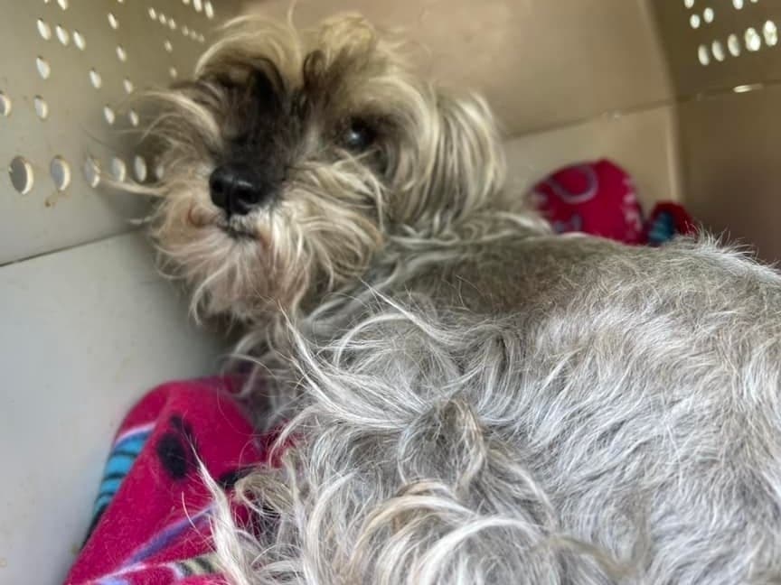 Whoever knows this dog, or its owners, should call 203-315-4125. She had no collar or microchip. She appears to be a schnauzer mix and approximately 4 to 5-years-old.