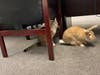 Pets, including dogs, cats, even bunnies, have been visiting nursing homes, hospices, senior living facilities, schools and even Town Hall, director Laura Burban told Patch. 