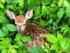 The fawn's twin sister was located and rescued after a thoughtful resident alerted Dan Cosgrove Animal Shelter. There's a happy ending. 