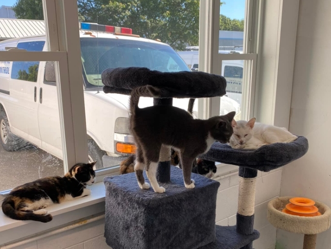 As the "situation had gotten out of hand​," the East Haven Animal Shelter went to a home Friday where dozens of cats were living, most are ill and are in need of veterinarian care. 