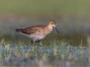 Nature photographer and birder Karen Gallo and fellow nature photographer and birder Matthew Male discovered the rare Ruff, who winters in southern and western Europe, Africa, southern Asia and Australia, at Hammonasset Beach State Park Sept. 14. 