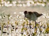 Nature photographer and birder Karen Gallo and fellow nature photographer and birder Matthew Male discovered the rare Ruff, who winters in southern and western Europe, Africa, southern Asia and Australia, at Hammonasset Beach State Park Sept. 14. 