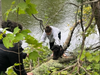 Today, a dog was found hanging on to a tree branch in the Supply Pond. Yes. In the pond. What do animal shelter workers —​ and citizens standing by —​do? 