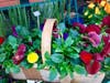 The many colors of Shelley's Garden Center. 