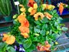 The many colors of Shelley's Garden Center. 