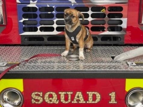 The good boy went from what could have been a tragic situation to one where his forever home will be among first responders. First responders who met the pup and fell instantly in love and overwhelmingly voted to make him their own.