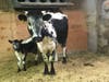 Randalls are excellent mothers, Firefly Farms manager Dugan Tillman-Brown said: "They don't quit, and they're devoted to their calves." 