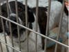 Dan Cosgrove Animal Shelter noted the urgency, as three dogs who have lived for "many, many" months inside the refuge are "going kennel crazy."