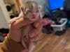 For those who wish to donate toward the kittens, and all shelter animals’ care, click here. Or, mail a check to Dan Cosgrove Animal Shelter, 749 East Main St. Branford, CT 06405.