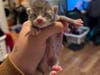 "Pieper helped them through their initial care, with one of their amazing vet techs offering to bottle feed them," the shelter staff shared. "Bottle feeding is literally a 2/7 job when you have such delicate babies."