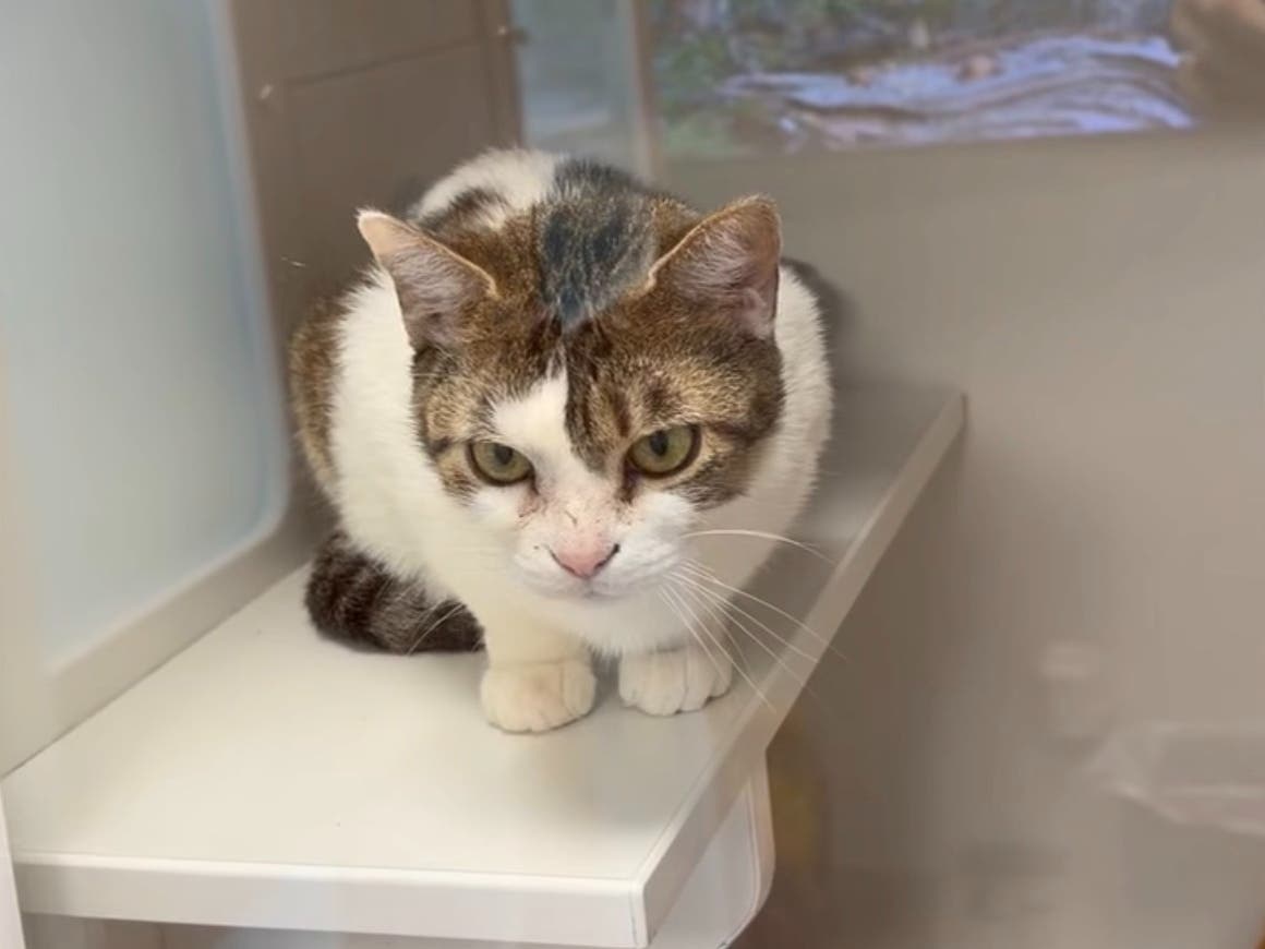Tuesday, a woman came to the shelter with three cats she "﻿claimed were left in a box" at a local motel. Dubious, the shelter has an animal control officer investigating. 