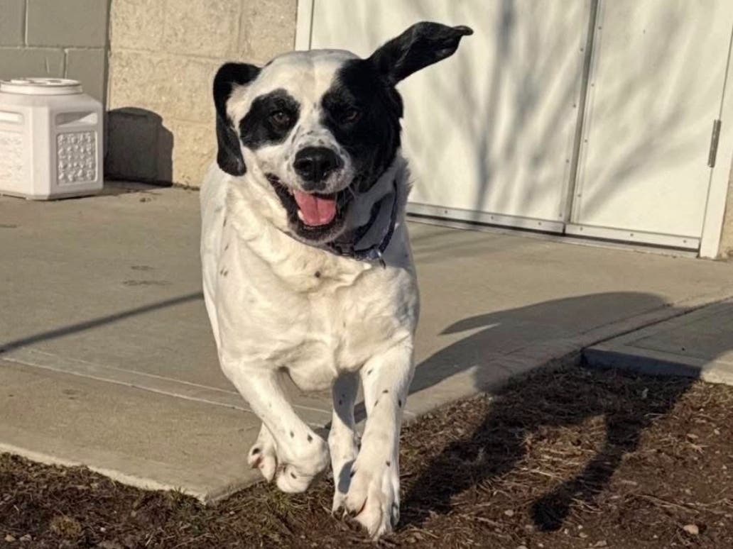 "We desperately need Freddy to get out of the shelter,"  Dan Cosgrove Animal Shelter wrote. "He's been here almost a year and now is in danger because of the stress of the shelter and his condition."