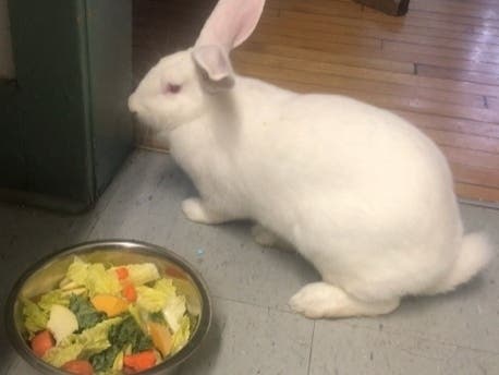 Just one of the pets that the Dan Cosgrove Animal Shelter has cared for. 
