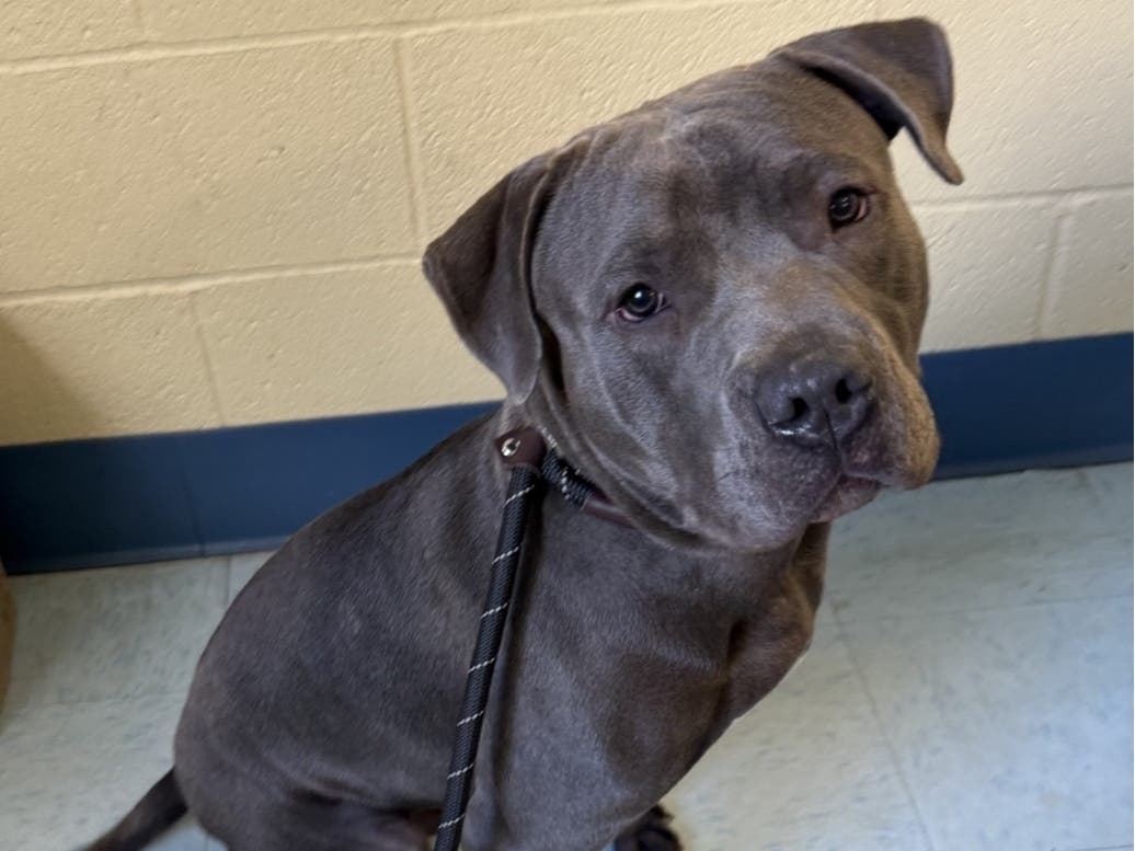 If you recognize this dog or know who his owner might be, please call the New Haven Animal Shelter at 203-946-8110.