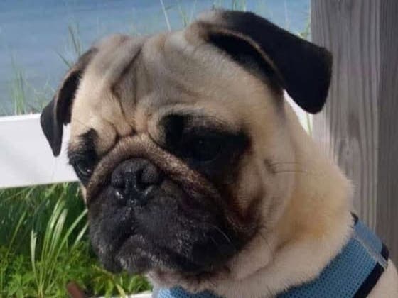 The Dan Cosgrove Animal Shelter of Branford is holding its Pasta for Pups fundraiser hosted by the Apizza Abate at The Lodge Restaurant, 640 Silver Sands Road, in East Haven May 11.