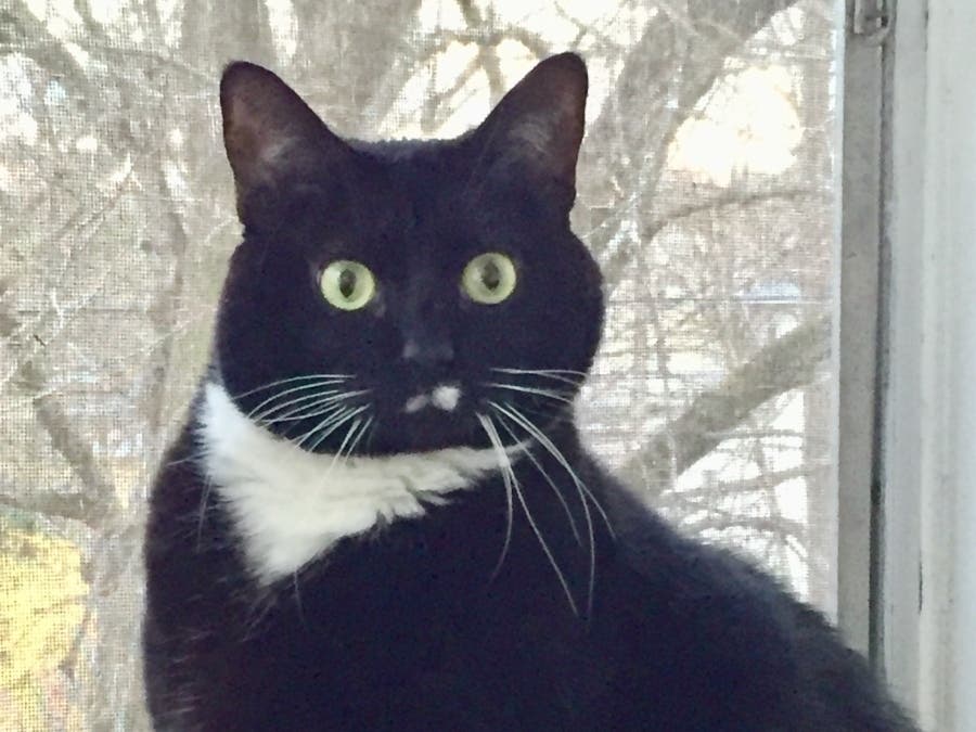 GNHCP is a 501(c)(3) non-profit organization committed to humanely addressing feline overpopulation in the Greater New Haven area and is dedicated to improving the lives of stray, abandoned, and feral cats.