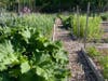 Branford Community Gardens' garden.