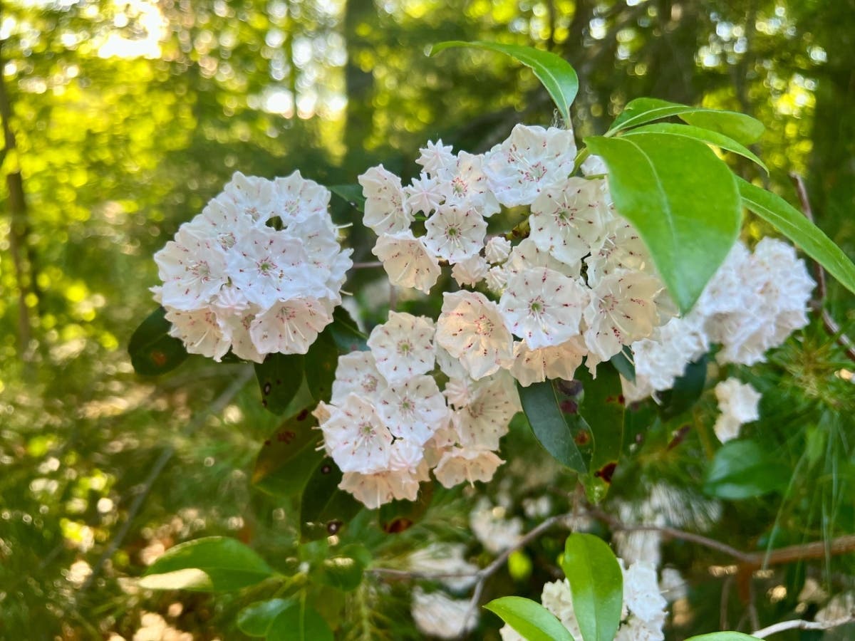 The event is free and open to the public. The total duration, including stops to look at and talk about plants, is 1.5-2 hours.