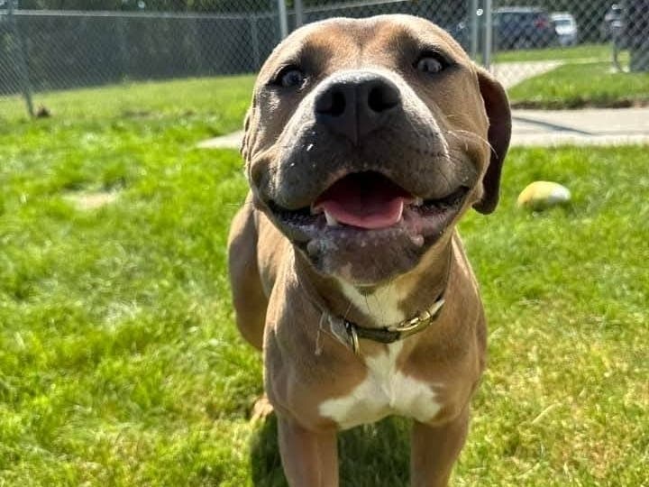If you're interested in meeting Chai or learning more about the adoption process, please contact East Haven Animal Shelter directly at (203) 468-3249.