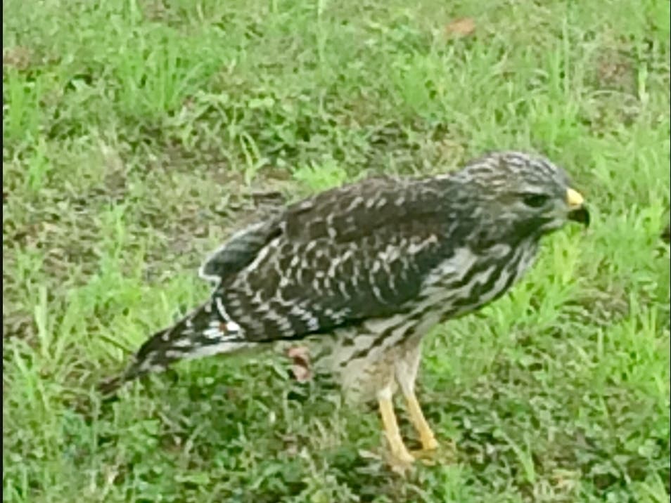 Meet Birds Of Prey From Christine's Critters At Northford Park Monday