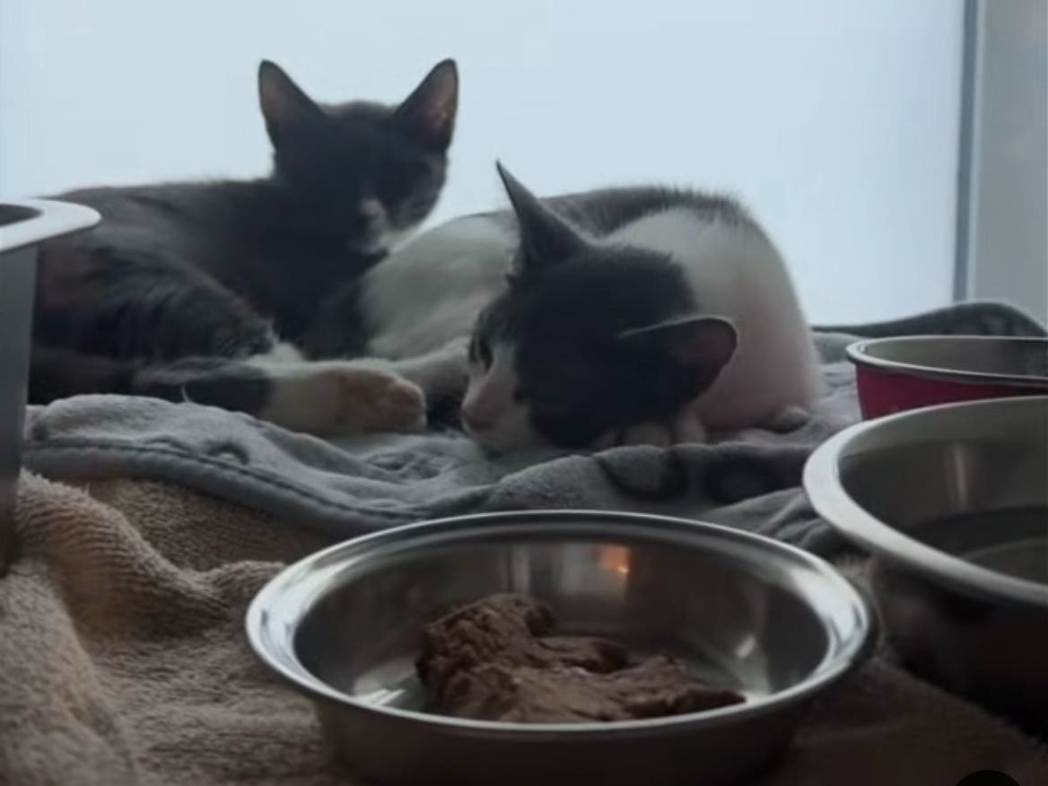 "We have so much additional cleaning to do now, and we would really appreciate any help you all would give in sending supplies:" Dan Cosgrove Animal Shelter.