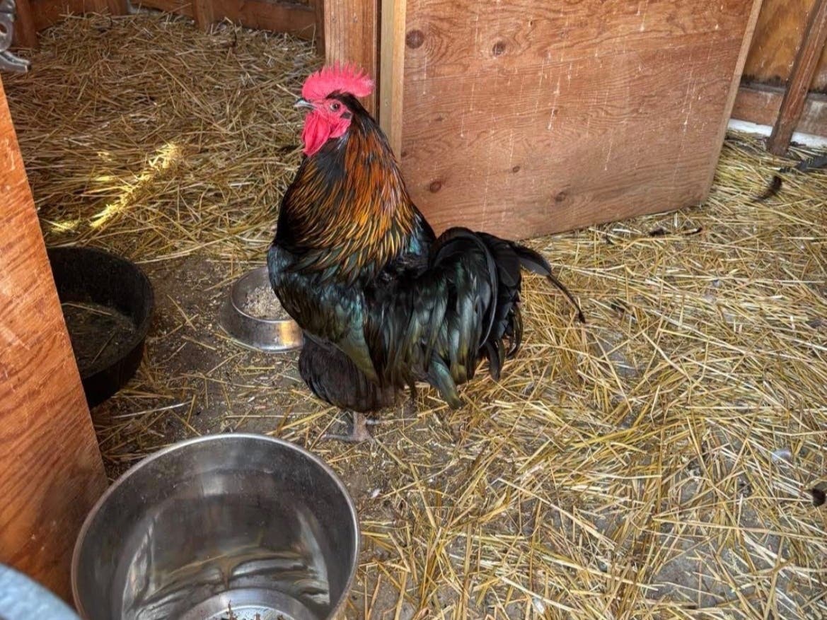 This rooster needs a place to call home. Contact DCAS at 203-315-4125