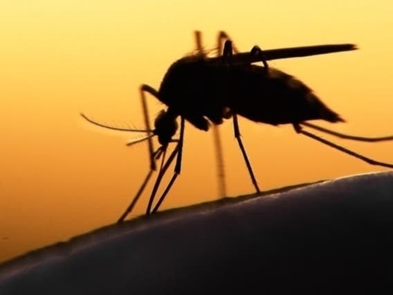 West Nile Virus-Carrying Mosquitoes Discovered In Branford: East Shore District Health Dept.